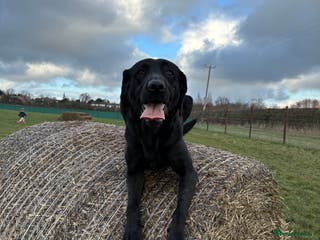 Labrador Retriever dogs Beautiful black lab for rehoming - Advert 18