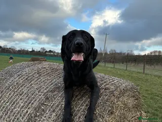 Labrador Retriever dogs Beautiful black lab for rehoming - Advert 5