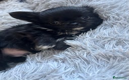 Chihuahua dogs for sale: Long coat Chihuahua puppies - Image 5