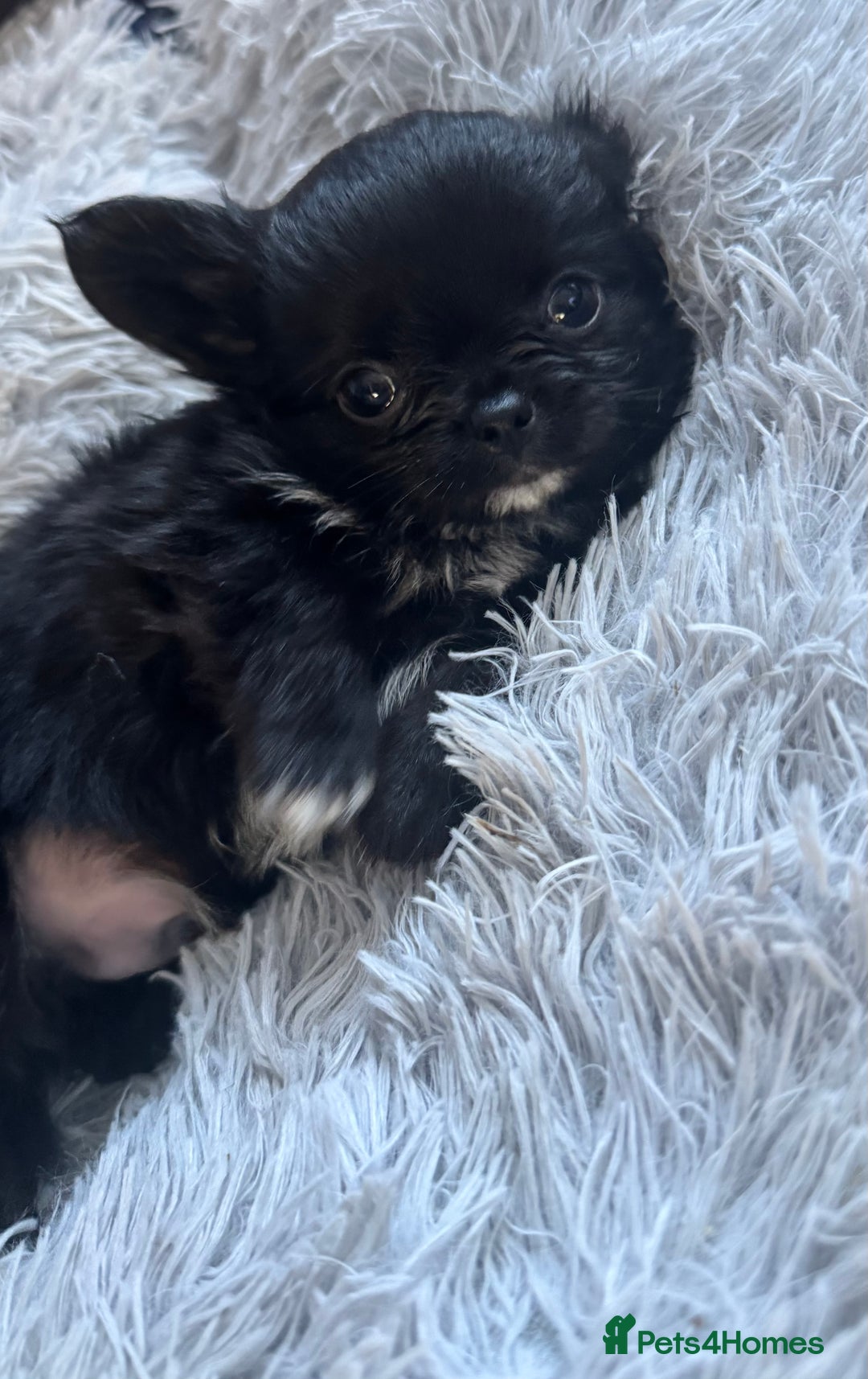 Chihuahua dogs for sale: Long coat Chihuahua puppies - Image 5