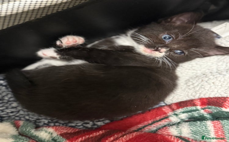 Domestic Shorthair cats - Advert 10