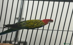 Parakeets birds for sale: Stunning Various Rosella Parrots  - Image 2