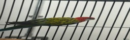 Parakeets birds for sale: Stunning Various Rosella Parrots  - Advert 2
