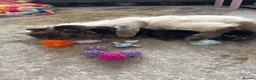 Mixed Breed cats for sale: Half Ragdoll Kittens  in Northampton - Advert 3