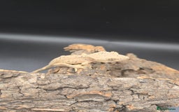 Gecko reptiles for sale: Baby Crested Geckos - Image 9