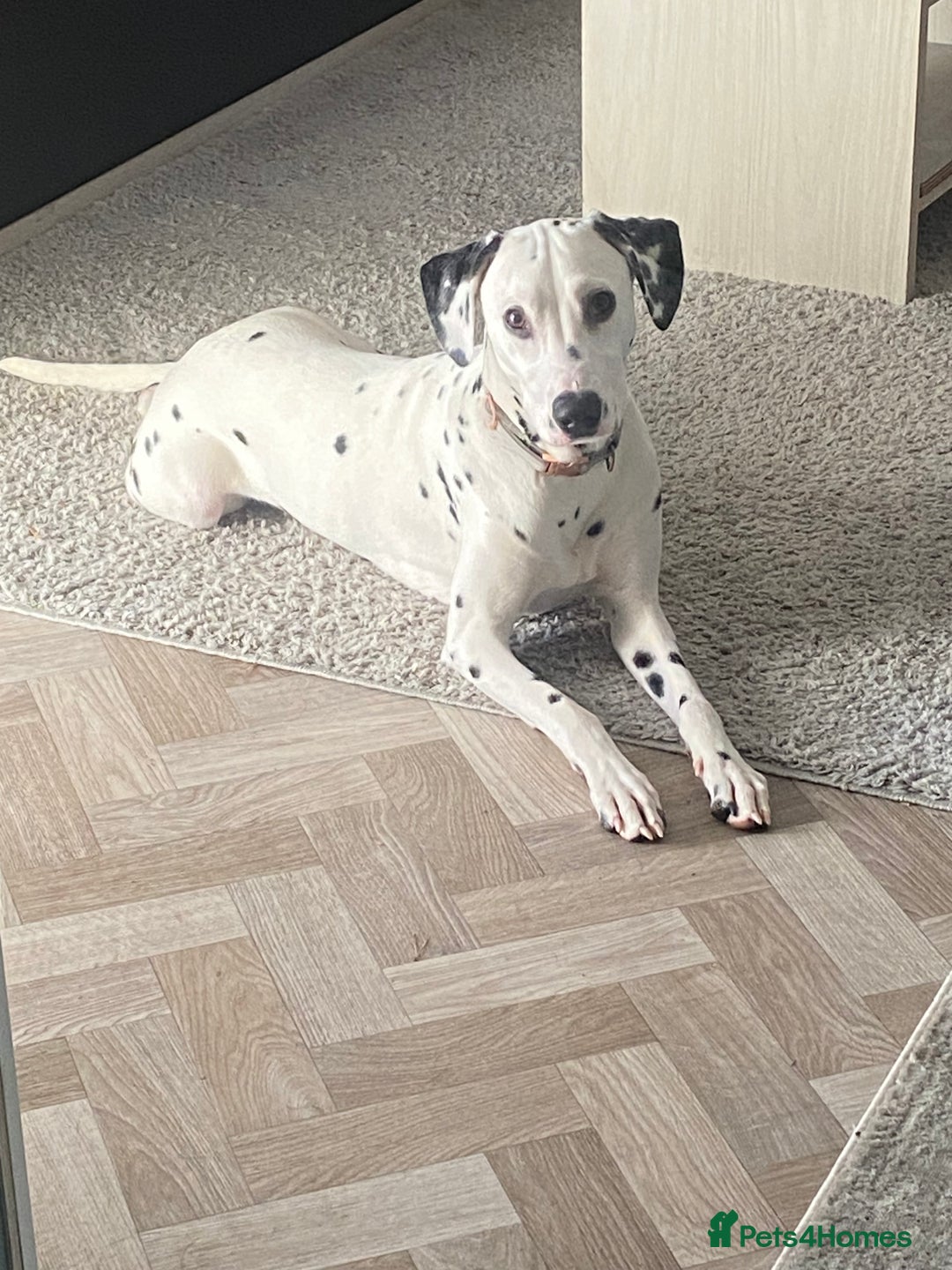 Dalmatian dogs for sale: 1 year old Dalmatian  - Advert 5