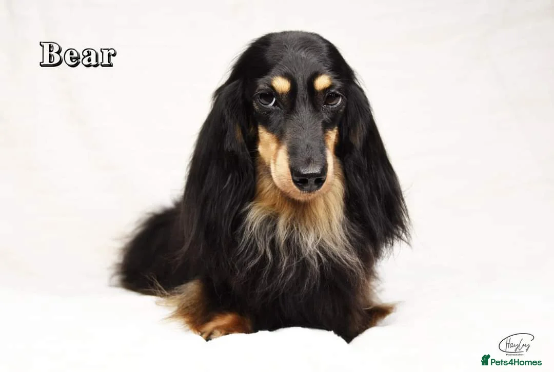 Miniature Dachshund dogs for stud: Black and Cream Longhair Miniature Boy - PRA Clear in Rochford - Advert 4