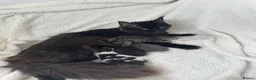 Maine Coon cats for sale: Mixed mane coon kittens  in Loughborough - Advert 7