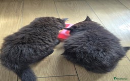 Mixed Breed cats for sale: 2 fluffy girls  - Image 4