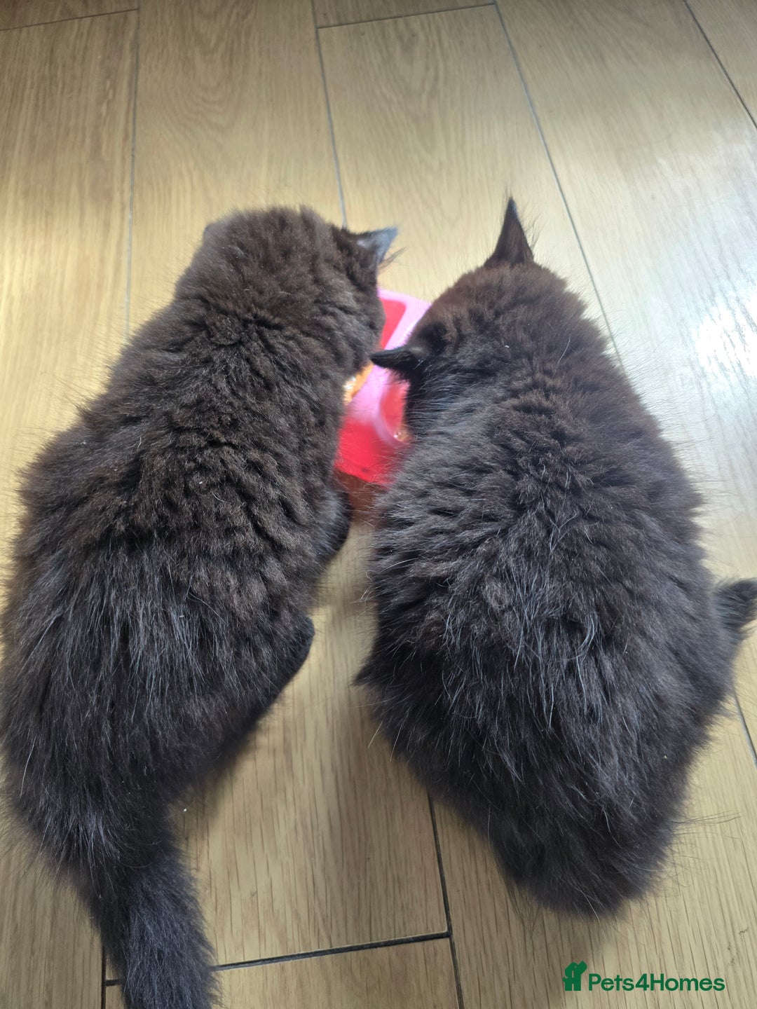 Mixed Breed cats for sale: 2 fluffy girls  - Image 4