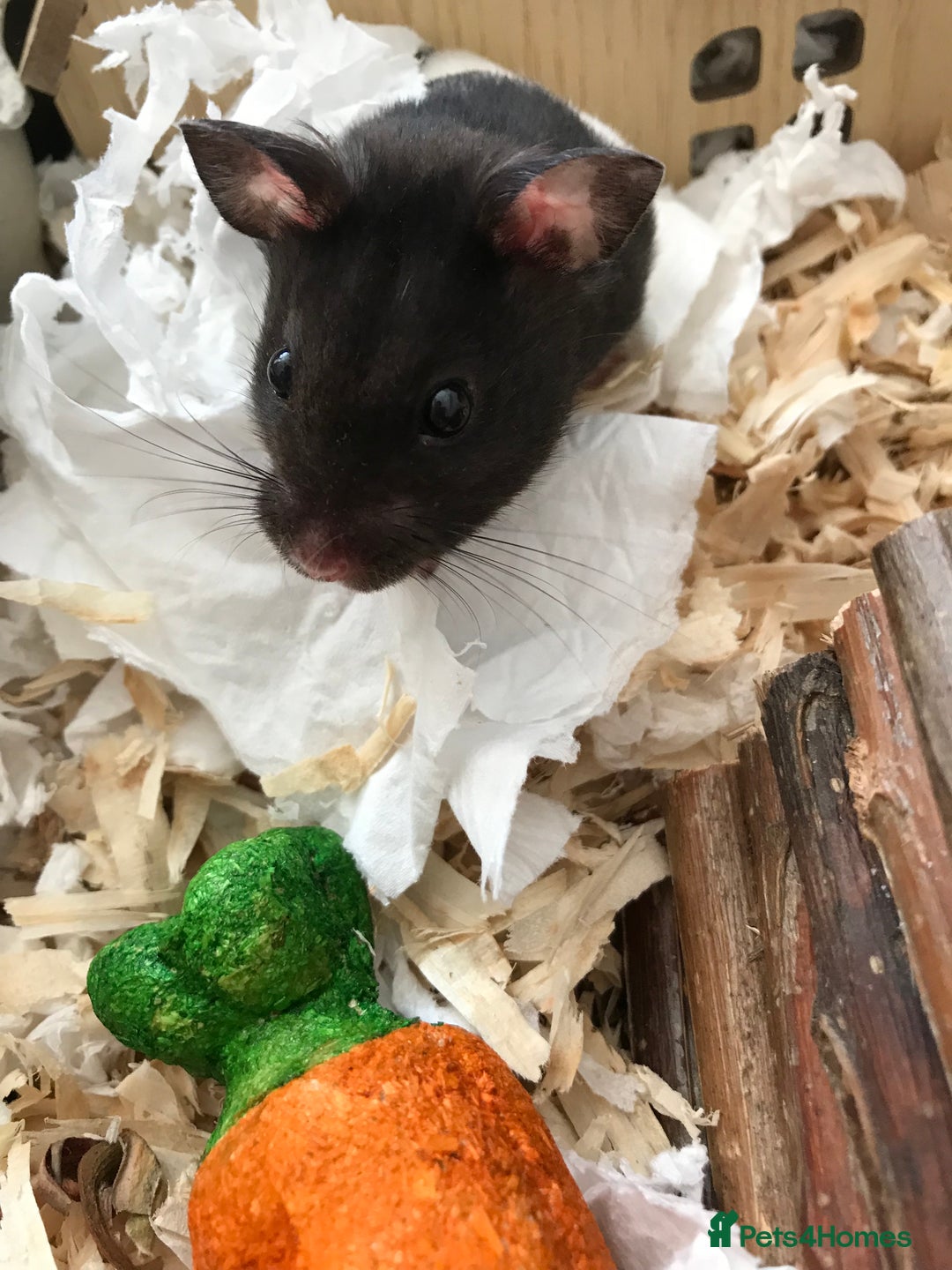 Hamster rodents for sale: Male Syrian hamster and enclosure for sale ! 🐹 - Image 3