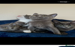 Ragdoll cats for sale: Beautiful Russian Blue Kitten  - Image 4