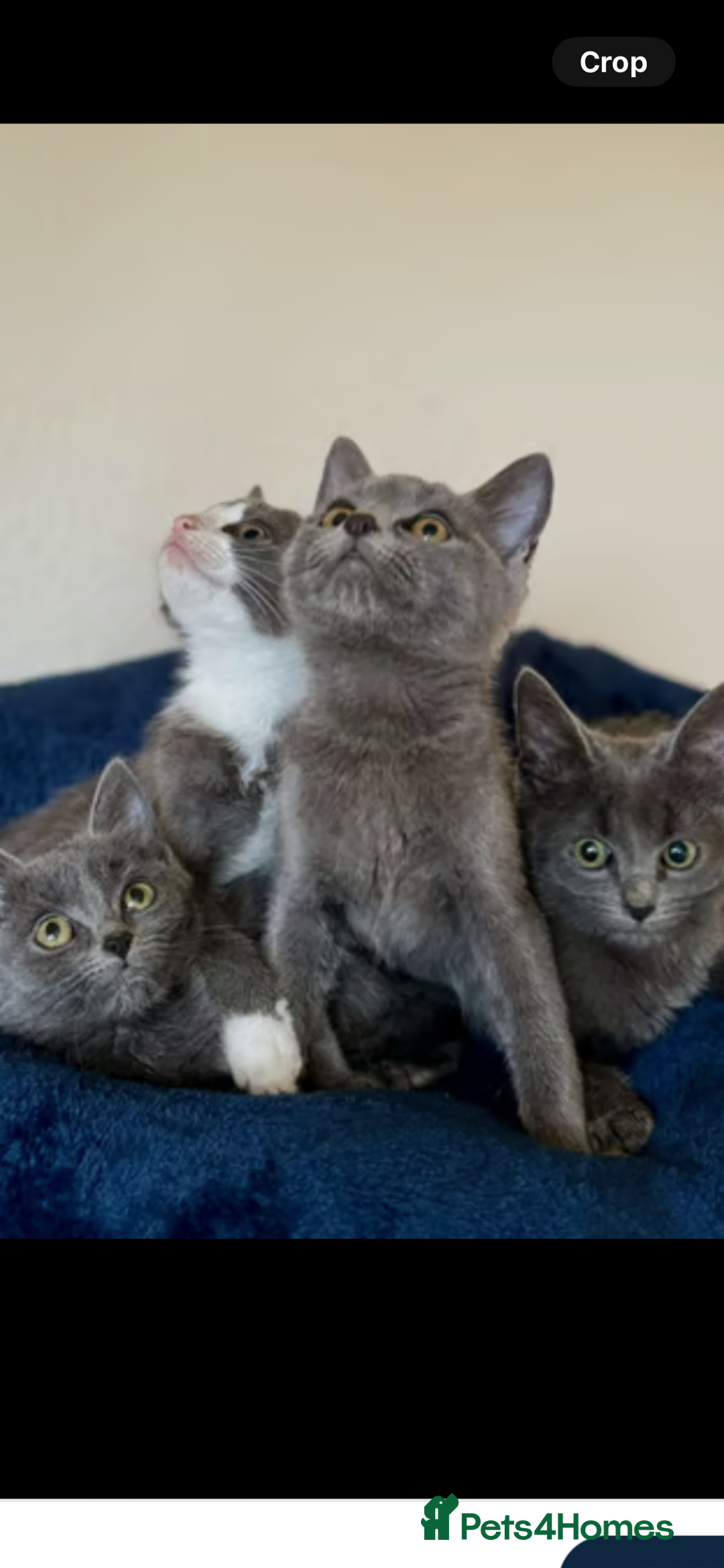Ragdoll cats for sale: Beautiful Russian Blue Kitten  - Image 4