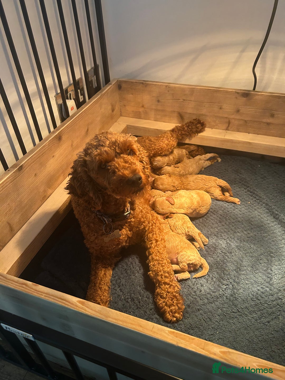 Cavapoo dogs for sale: Cavapoo Puppies for Sale - Image 4