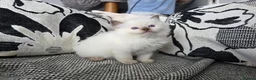 Ragdoll cats for sale: GCCF REGISTERED RAGDOLL KITTENS  - Advert 5
