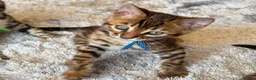 Bengal cats for sale: 2 Bengals Kittens Left ✨ in Southam - Advert 5
