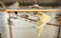 Cockatiels birds for sale: Beautiful pair of cockatiels, male is tame - Image 7