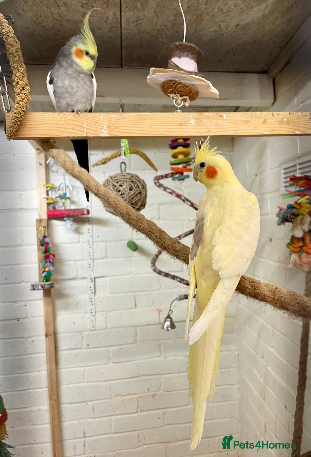 Cockatiels birds for sale: Beautiful pair of cockatiels, male is tame - Image 7