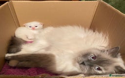 Ragdoll cats for sale: Flame point ragdoll boy for sale - Image 4