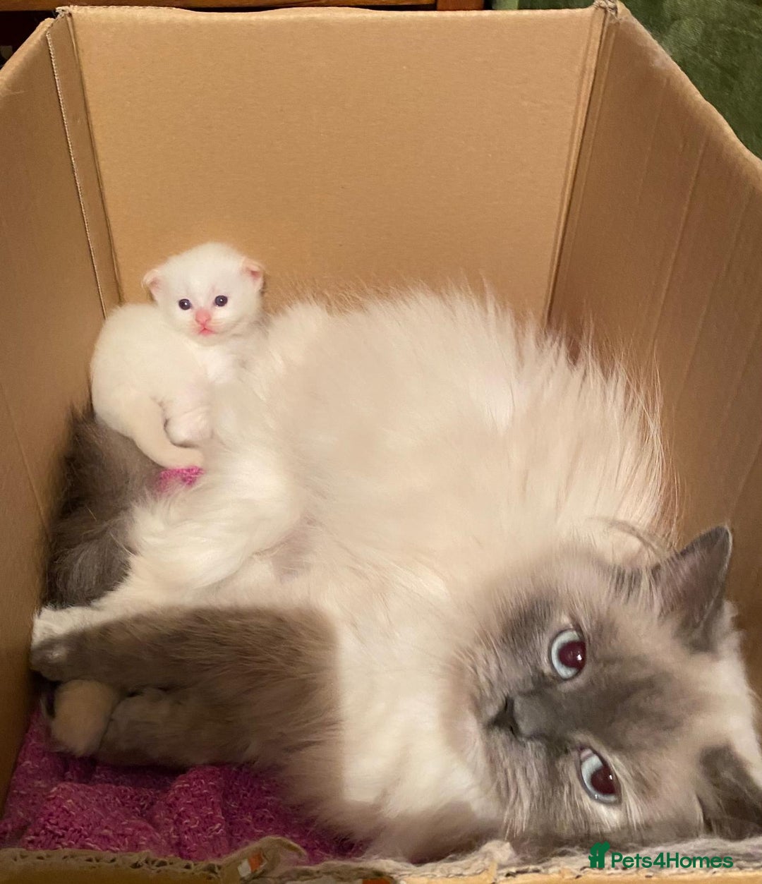 Ragdoll cats for sale: Flame point ragdoll boy for sale - Image 4