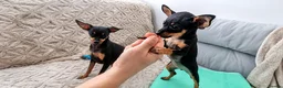 Miniature Pinscher dogs for sale: 4 lovely Puppys Prague Ratter (Pražský Krysařík) - Advert 3