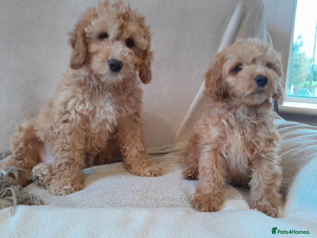 Cockapoo dogs for sale: Miniature cockapoo puppies  - Advert 2