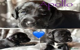 Mixed Breed dogs for sale: Sprockador puppies  - Image 12