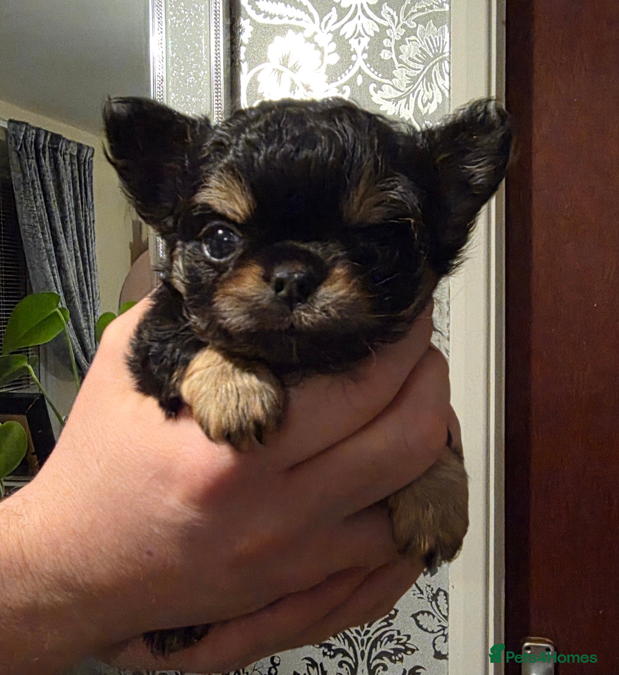 Chihuahua dogs Kc long haired chihuahua puppy (payment plan) - Advert 1