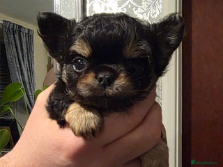 Chihuahua dogs Kc long haired chihuahua puppy - Advert 1