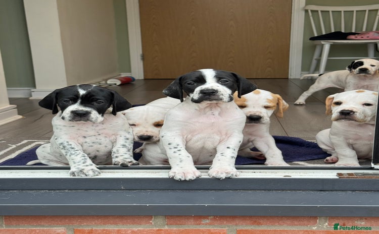 Pointer dogs - Advert 1