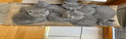 British Shorthair cats for sale: British shorthair kittens “Ready now” - Advert 2