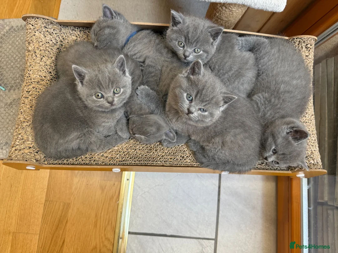 British Shorthair cats for sale: British shorthair kittens “Ready now” - Advert 2