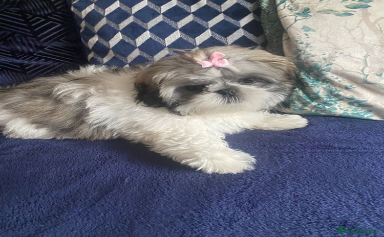 Shih Tzu dogs - Advert 1