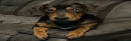Mixed Breed dogs for sale: Gorgeous 1yr old male dachshund for sale in Aberdeen - Advert 3