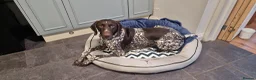 German Shorthaired Pointer dogs for sale: Loving 2 year old male in Stoke-on-Trent - Advert 2
