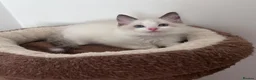 Ragdoll cats for sale: Stunning Ragdoll kittens💙&🩷 - Advert 9
