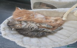Persian cats for sale: Outstanding Full Persian Kittens for Sale - Image 27