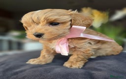 Maltipoo dogs for sale: LAST 🩷 BOY  looking forever home 🏡 😍  - Image 11