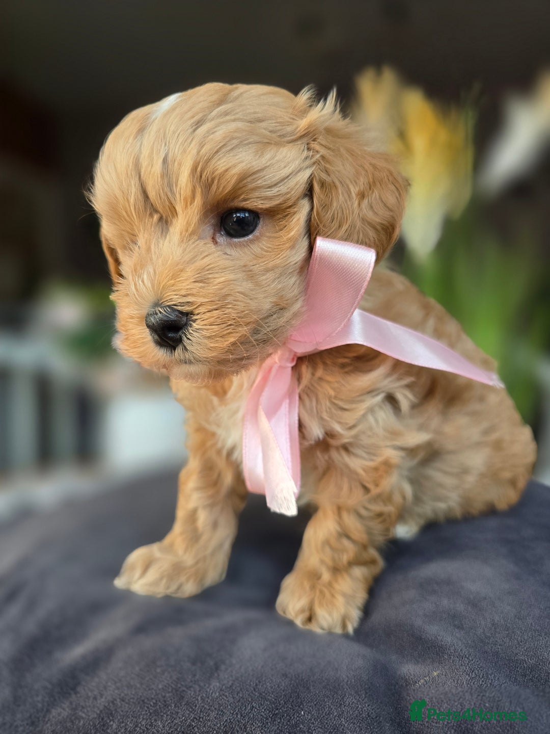 Maltipoo dogs for sale: LAST 🩷 BOY  looking forever home 🏡 😍  - Image 11