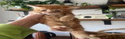 Mixed Breed cats for sale: 4Maine Coon Cross Male Kittens Need Loving Homes . - Advert 5