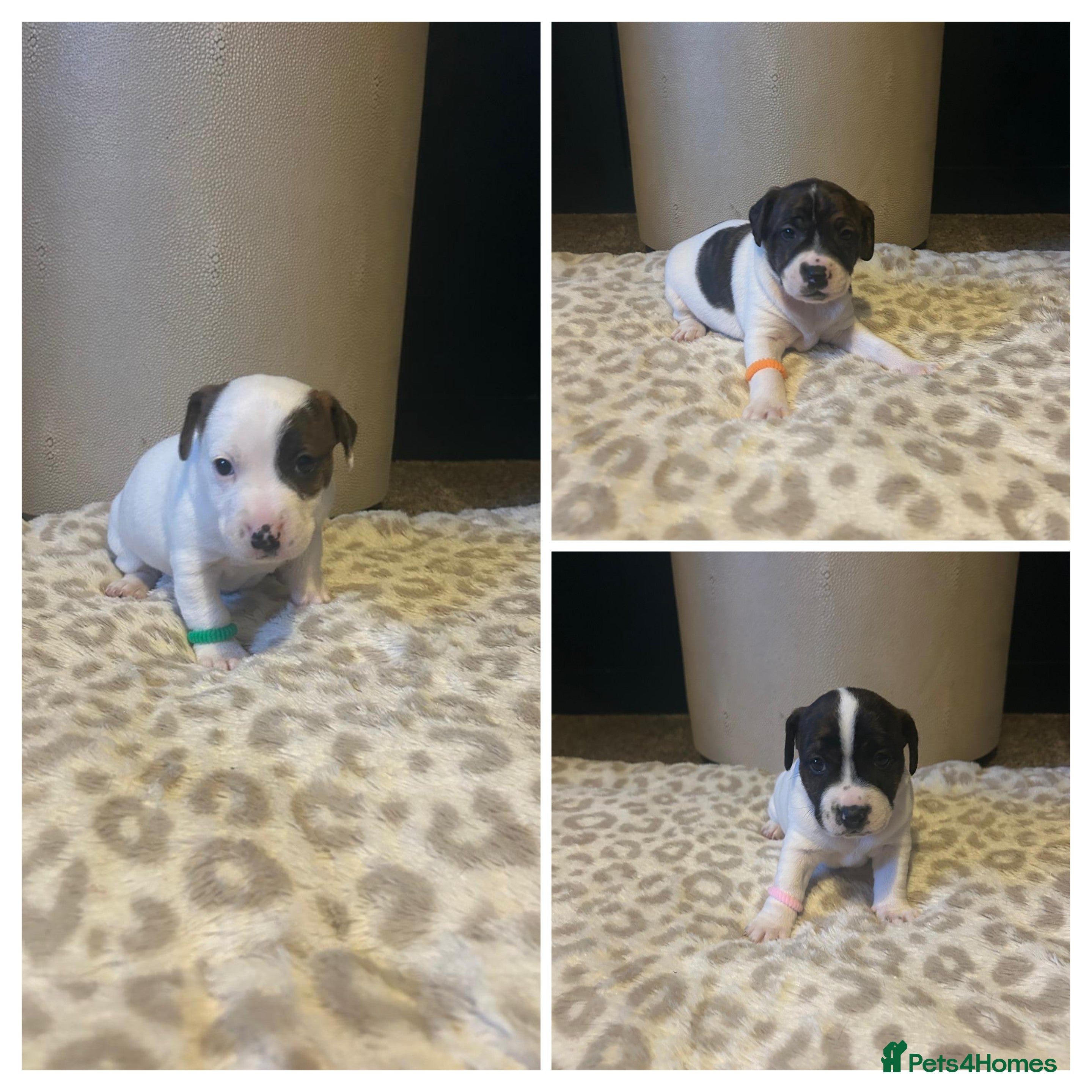 Mixed Breed dogs Jackastaff - Advert 9