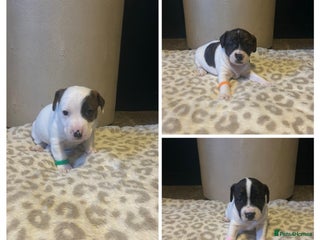 Mixed Breed dogs Jackastaff - Advert 13