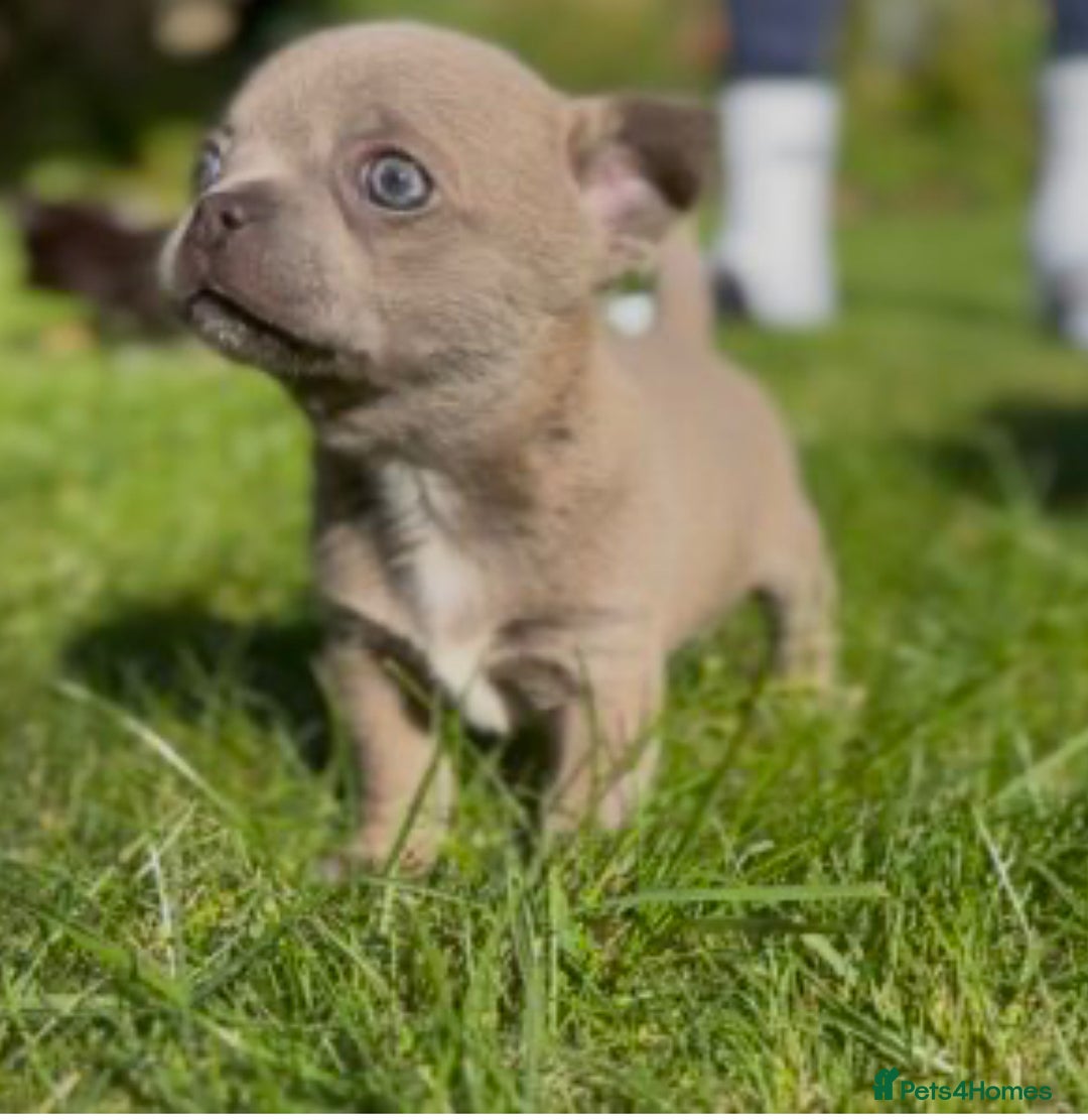 Chihuahua dogs for sale: Chihuahua Boys Short Haired  - Image 3