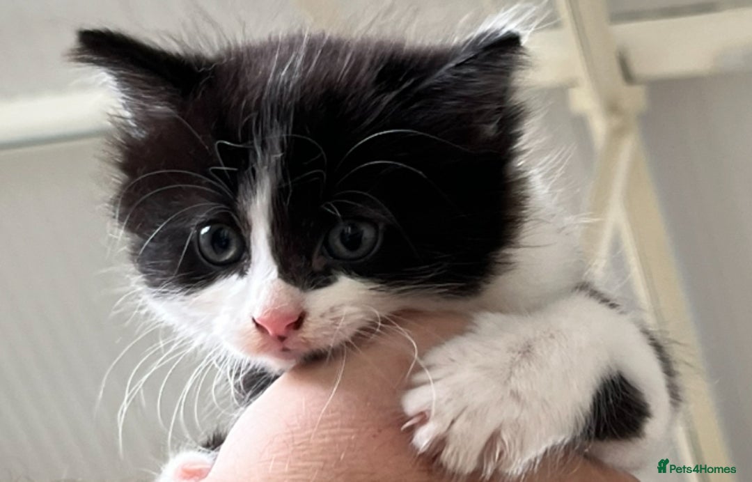 Mixed Breed cats for sale: 6 Beautiful playful kittens - Image 5