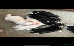 Beagle dogs for sale: KC reg,,, Charterwood//dyalyn  beagles - Image 15