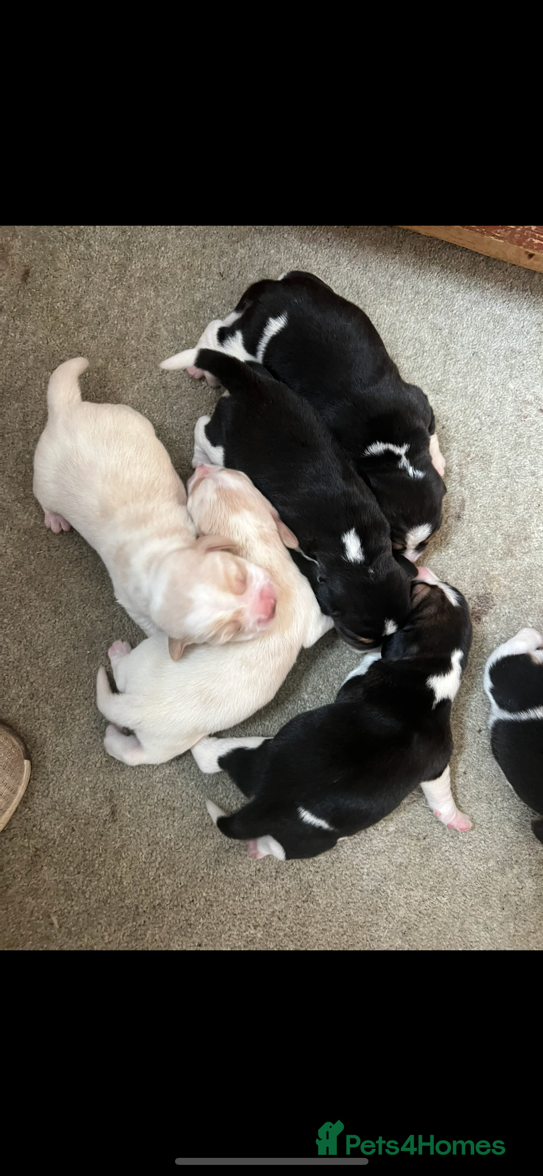Beagle dogs for sale: KC reg,,, Charterwood//dyalyn  beagles - Image 15