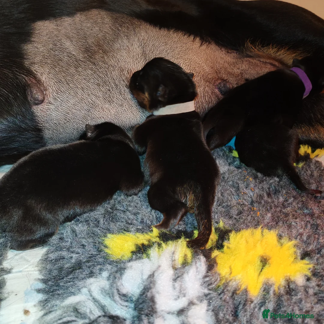 Rottweiler dogs for sale: Excellent Pedigree Dog Puppy - Advert 31