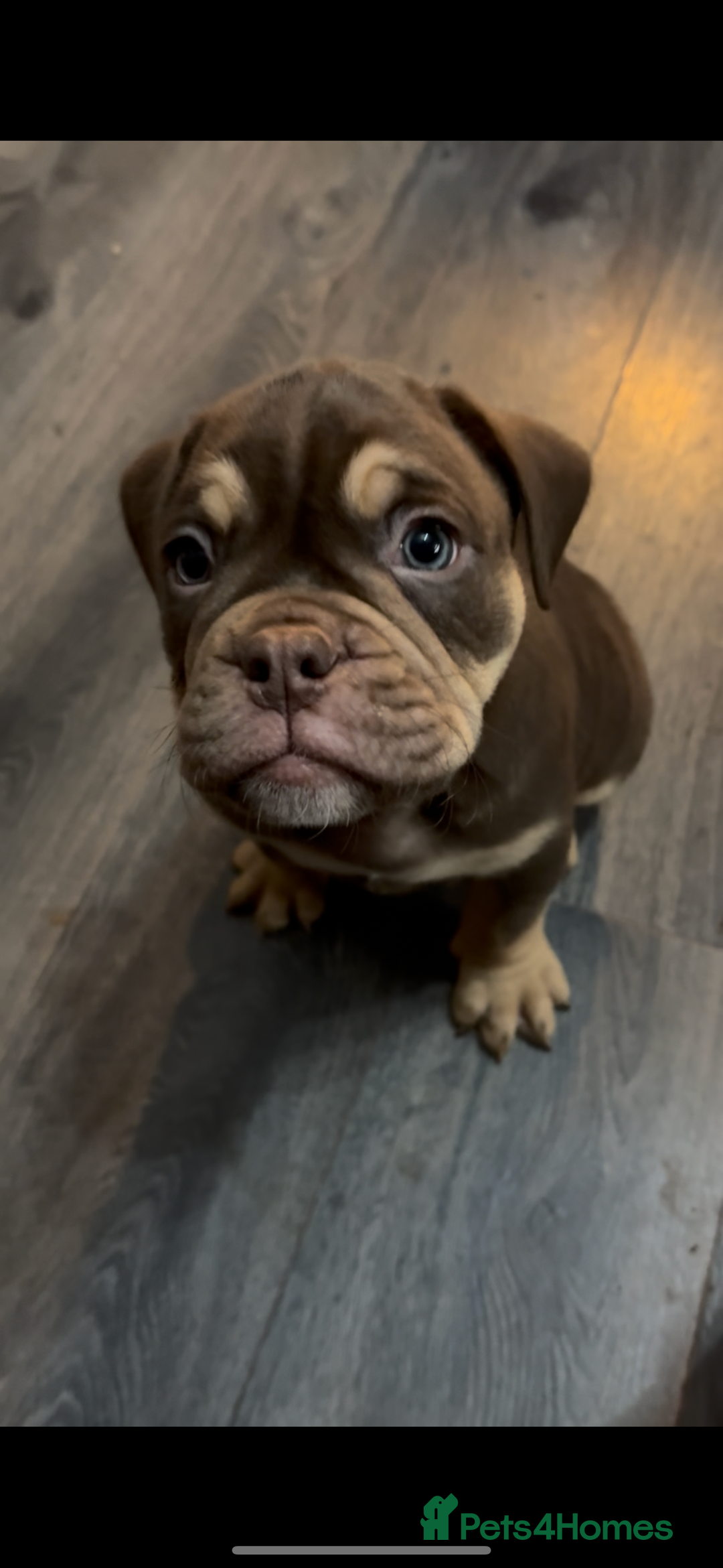 Olde English Bulldogge dogs for sale: Olde English Bulldogge Puppies - Image 12