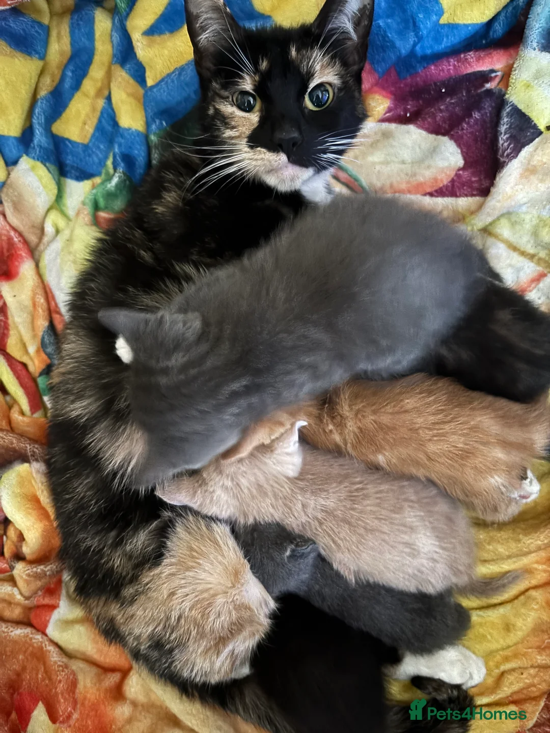 Mixed Breed cats for sale: 5 gorgeous kittens ready now  - Advert 2