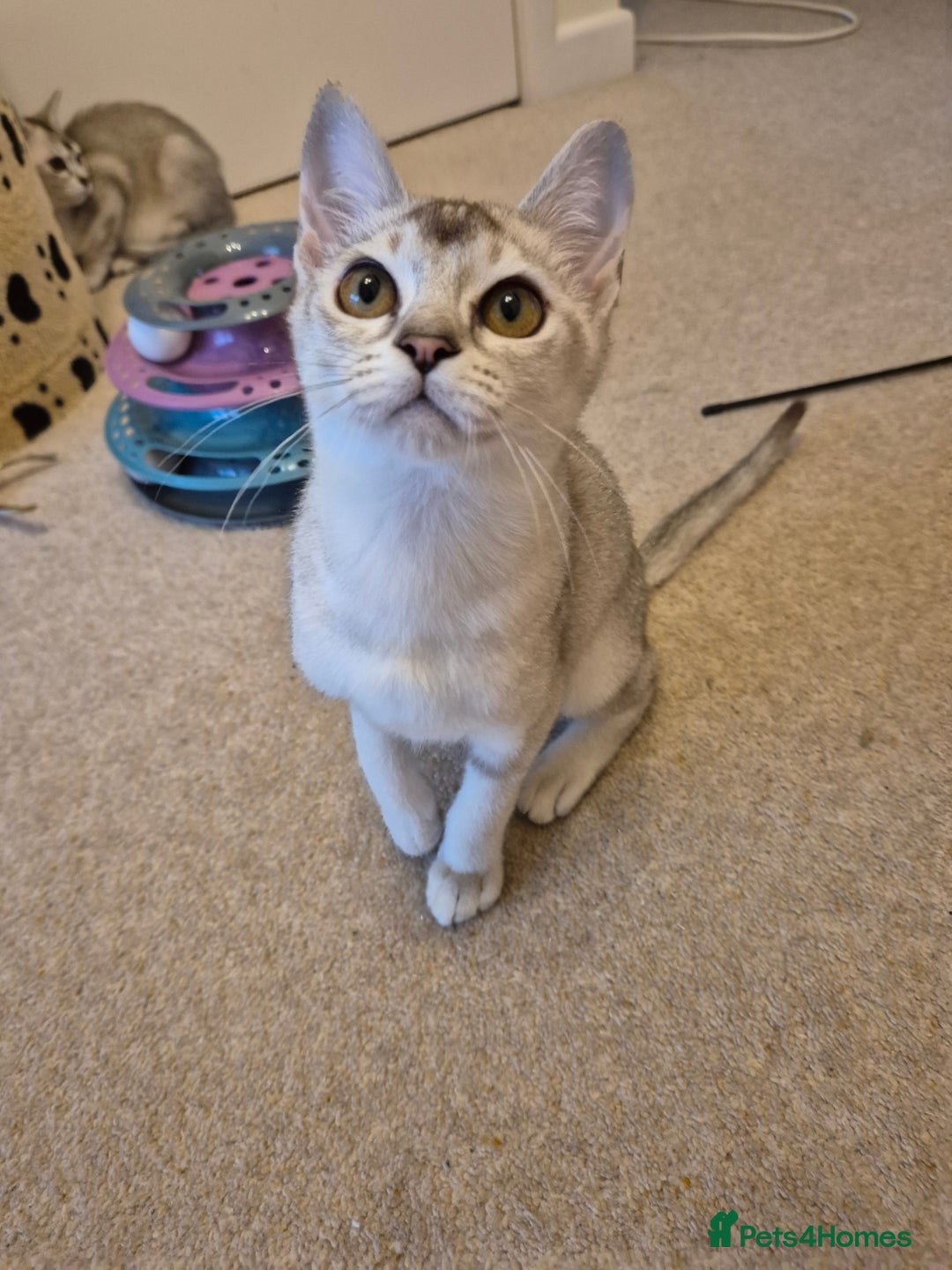 Burmilla cats for sale: Pedigree Burmilla Kittens - Advert 9